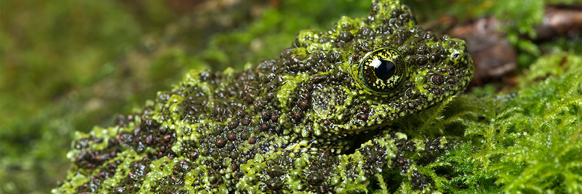 Frog camouflaged on rocks